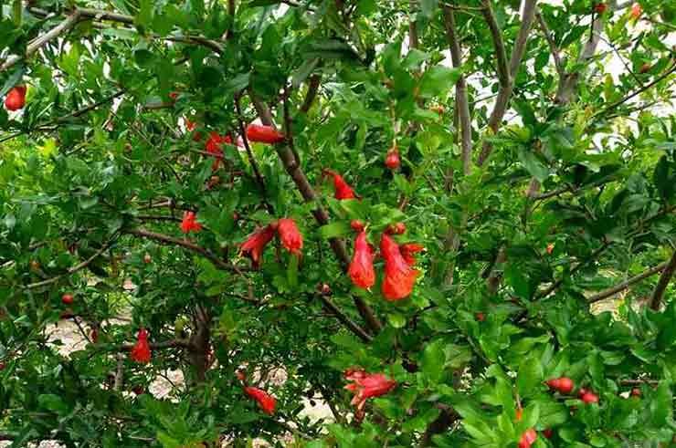 Flowering in Pomegranate Plantation