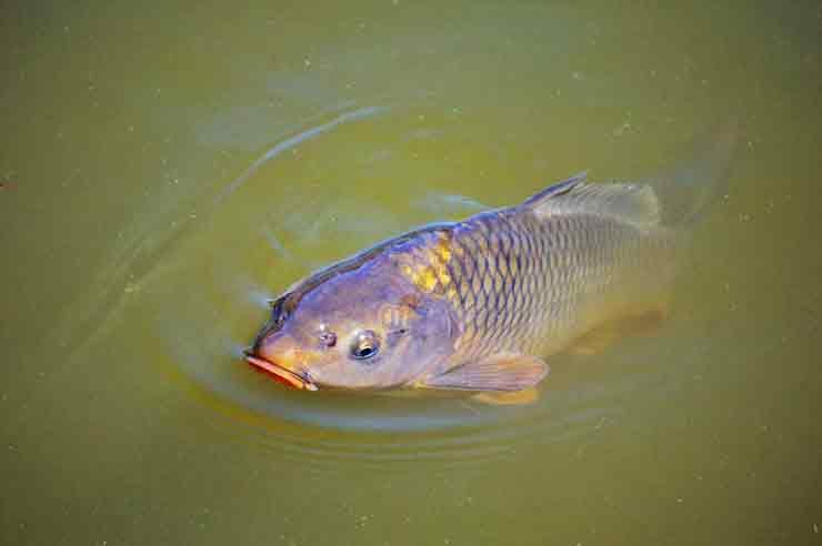 Fish farming in India