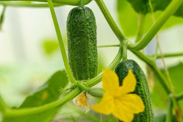 Cucumber farming