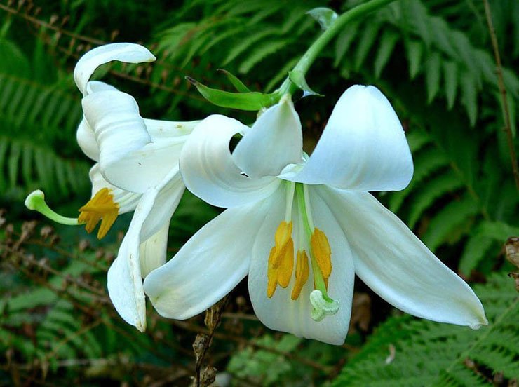 Lilium cultivation